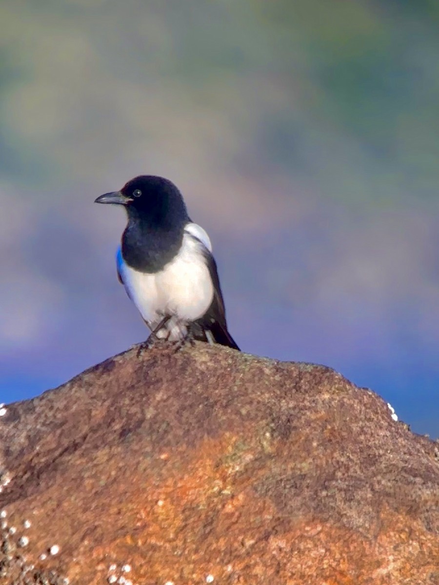 Black-billed Magpie - ML613246330