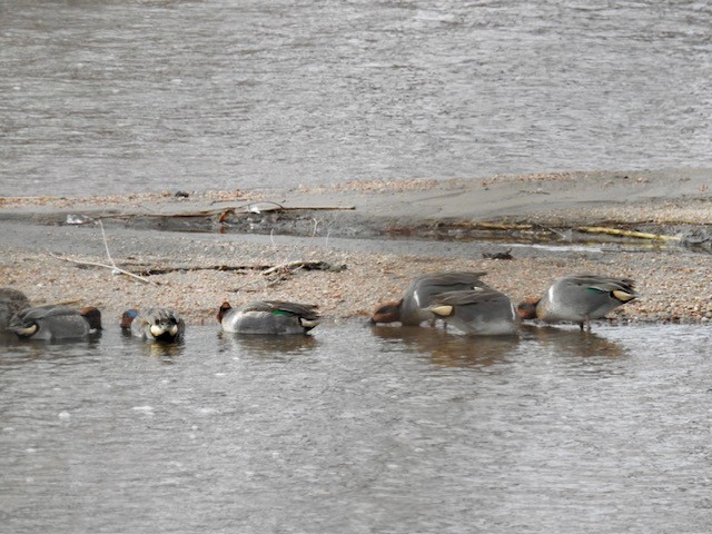 Green-winged Teal - ML613246438