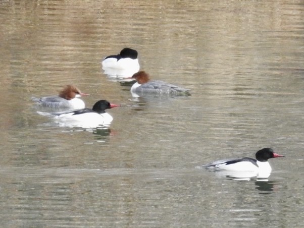 Common Merganser - ML613246463