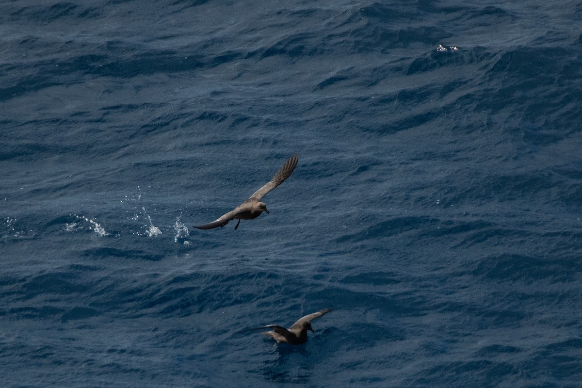 Great-winged Petrel - Dominic More O’Ferrall