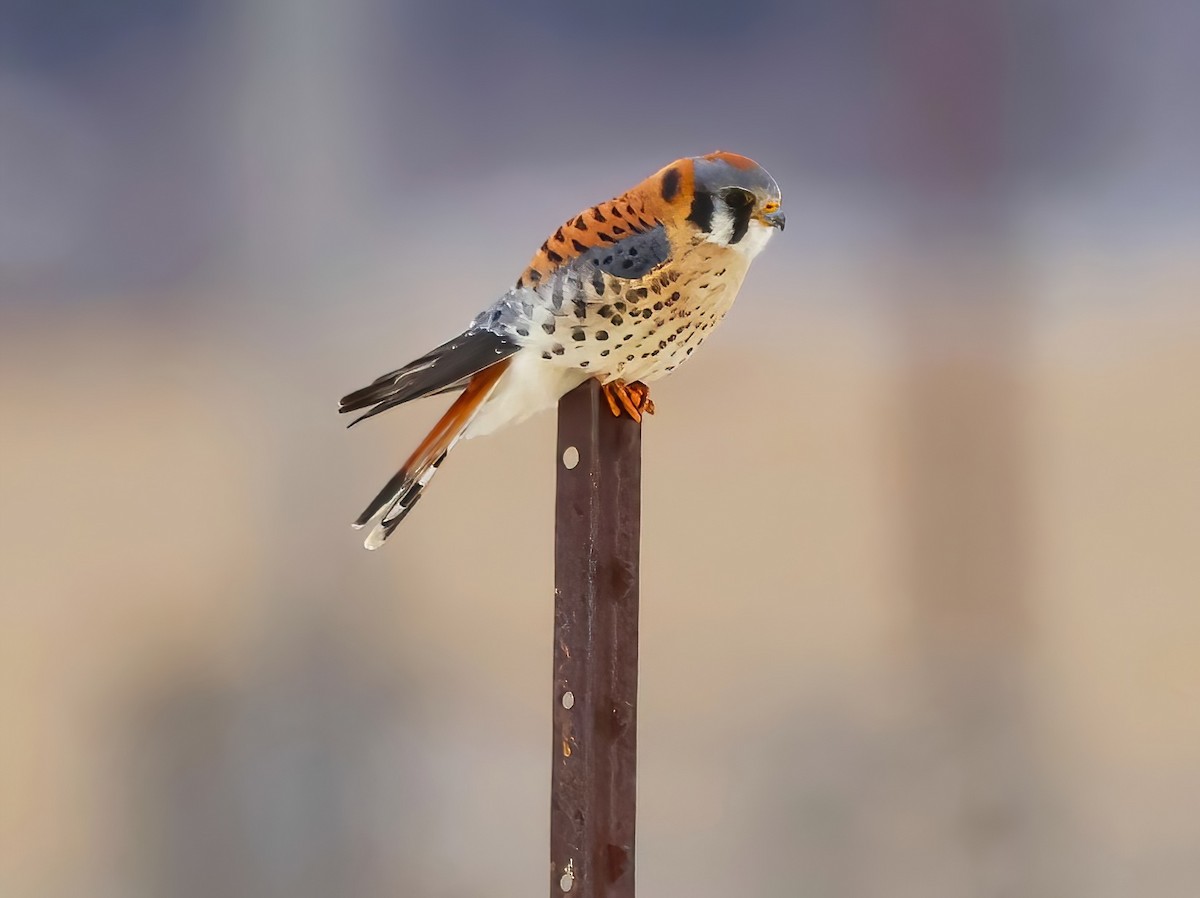 American Kestrel - ML613246664