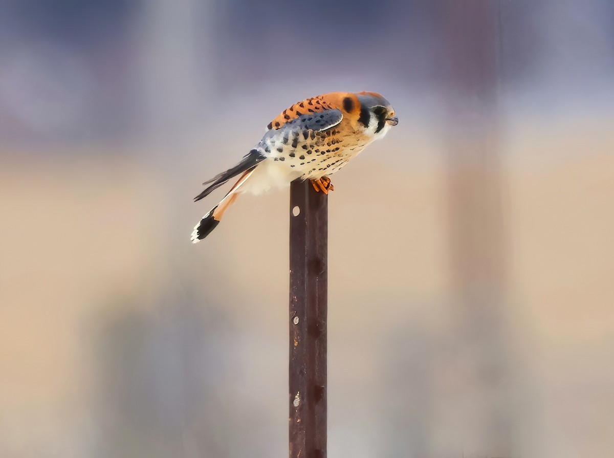 American Kestrel - ML613246666