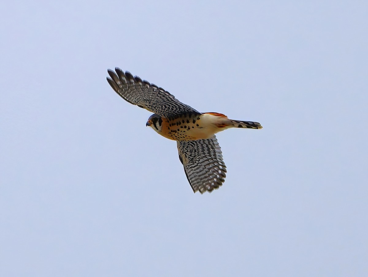 American Kestrel - ML613246668