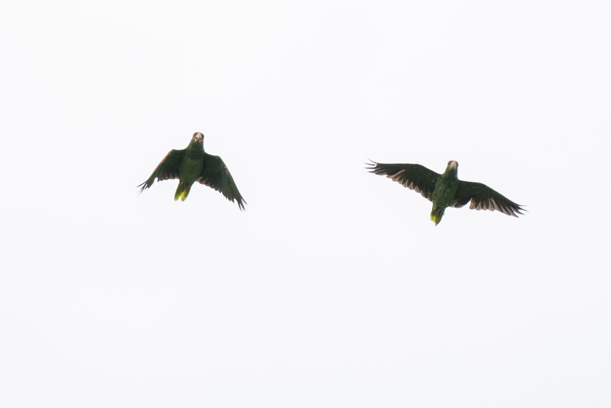 White-fronted Parrot - Forest Botial-Jarvis