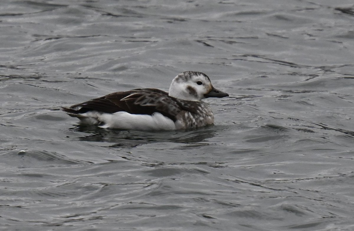 Long-tailed Duck - ML613246741
