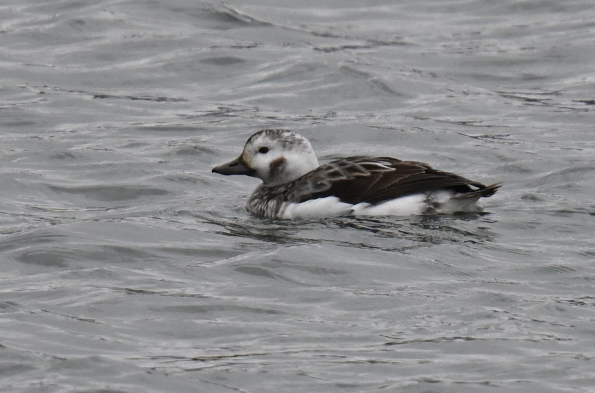 Long-tailed Duck - ML613246742