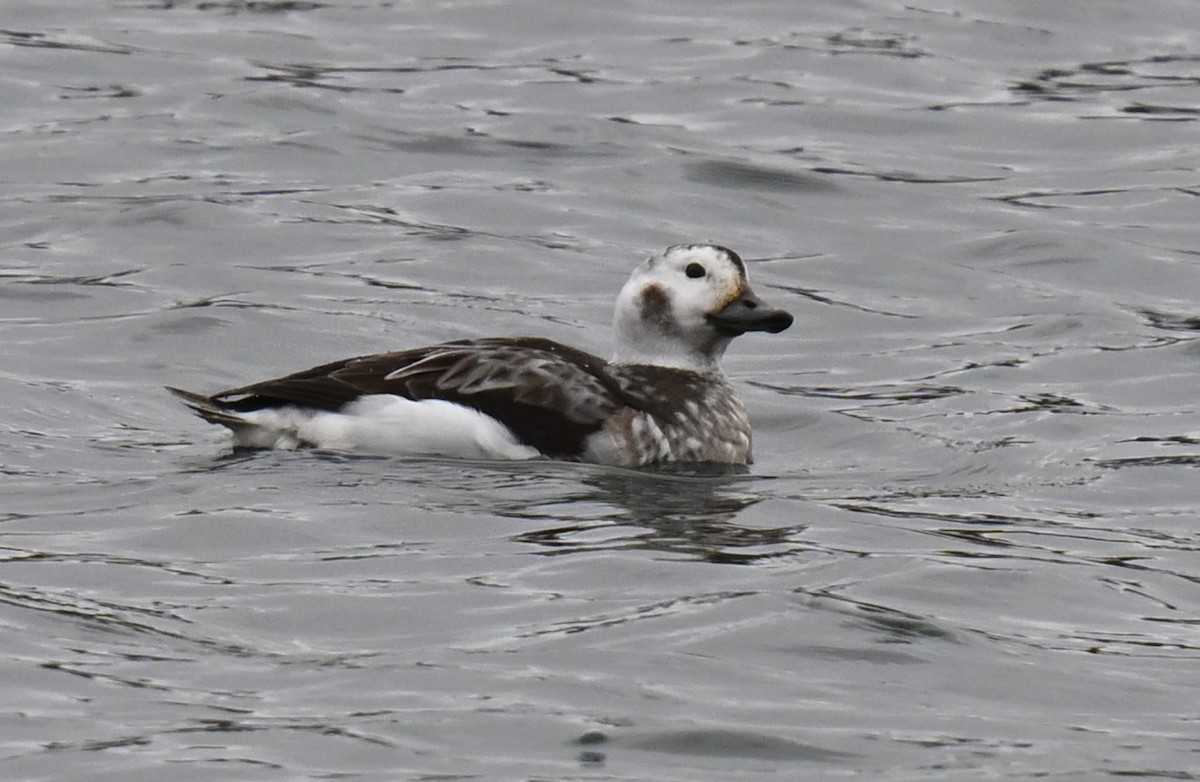 Long-tailed Duck - Andy Reago &  Chrissy McClarren
