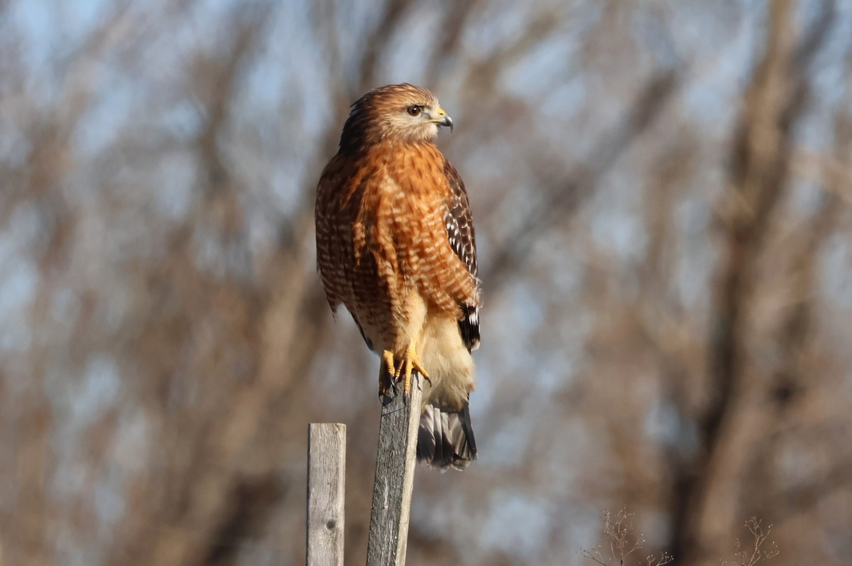 Red-shouldered Hawk - ML613246767