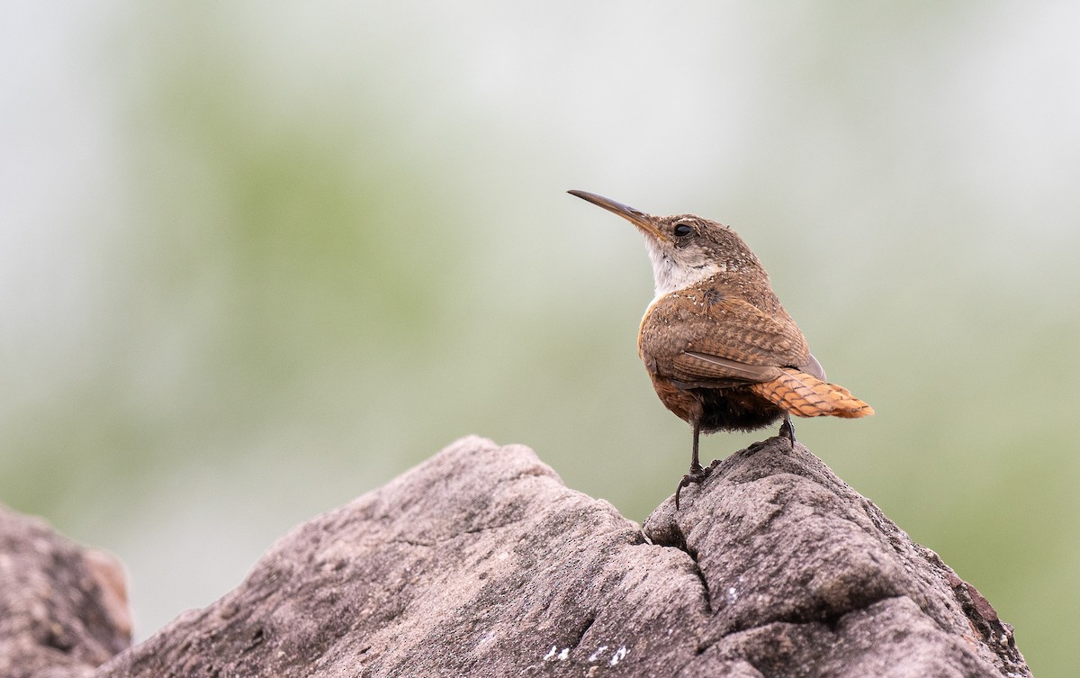Canyon Wren - Forest Botial-Jarvis