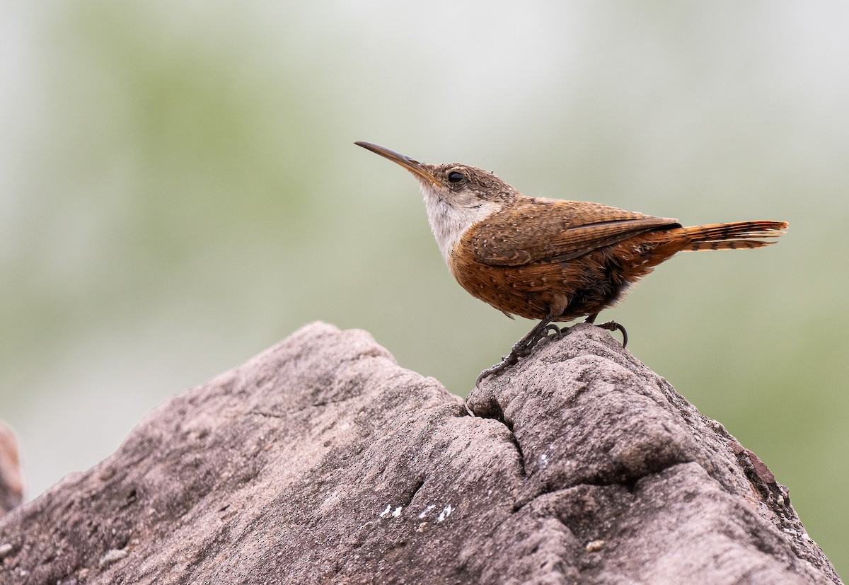 Canyon Wren - Forest Botial-Jarvis