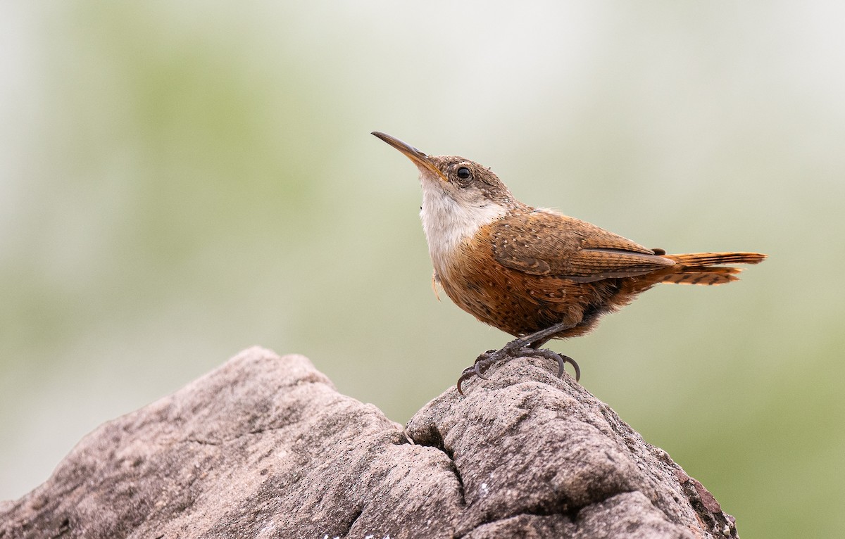 Canyon Wren - ML613246788