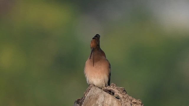 Eurasian Hoopoe - ML613246887