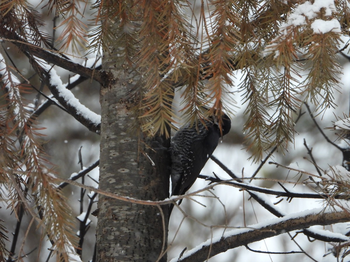 Black-backed Woodpecker - ML613246983