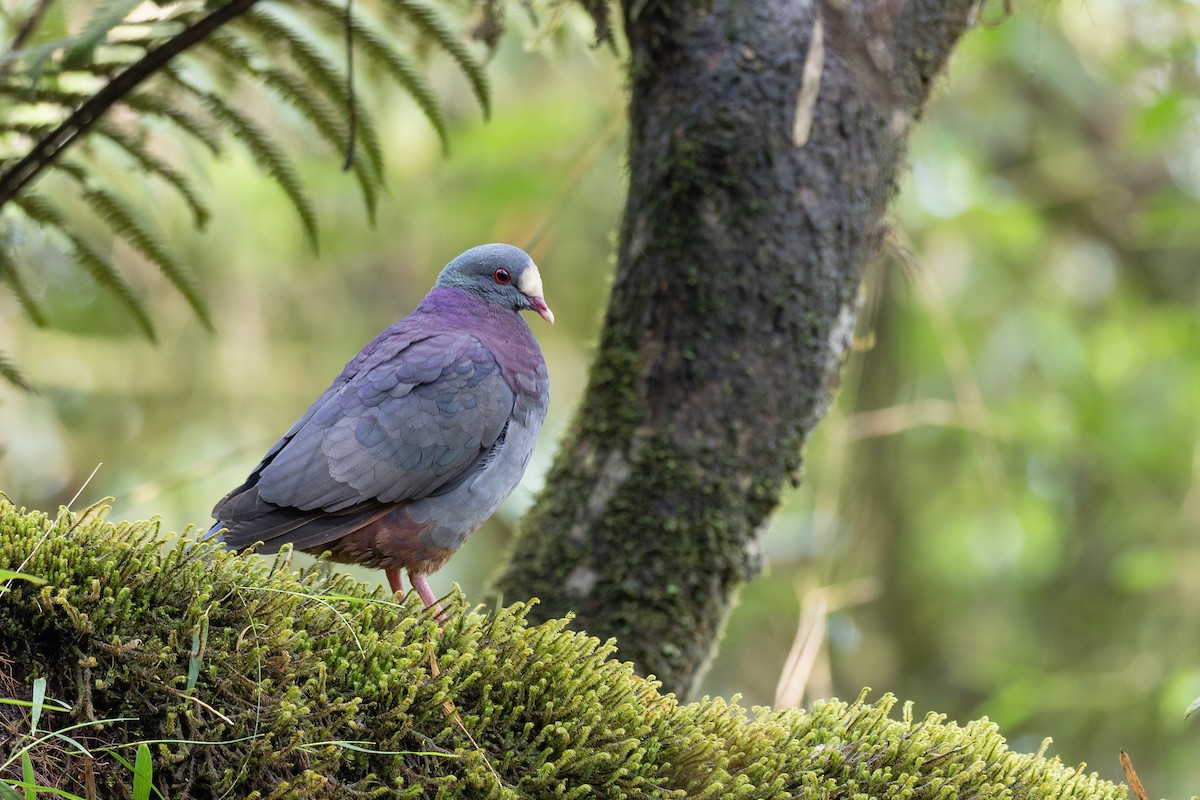 White-fronted Quail-Dove - ML613246991