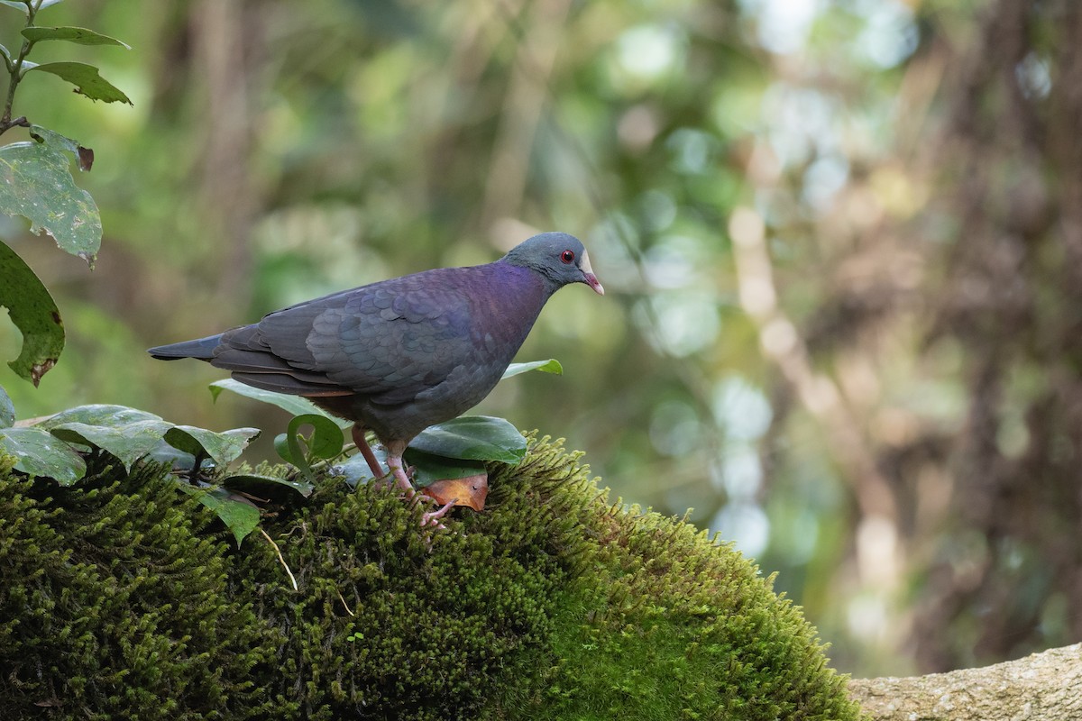 White-fronted Quail-Dove - ML613246992