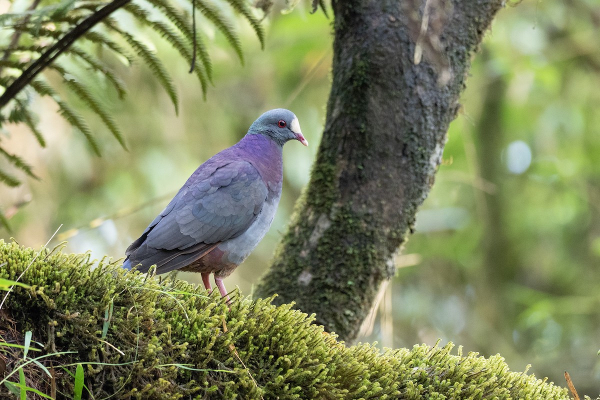 White-fronted Quail-Dove - ML613246993