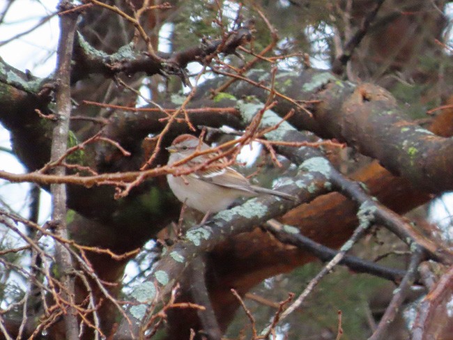 American Tree Sparrow - ML613247016
