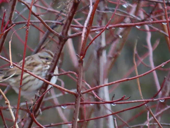 Song Sparrow - ML613247030