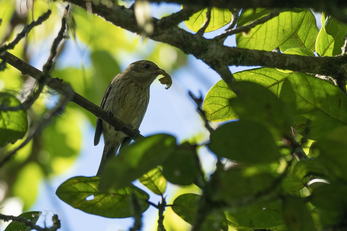 Hispaniolan Spindalis - Doug Whitman