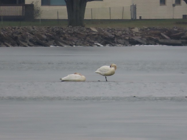 Trumpeter Swan - ML613247064