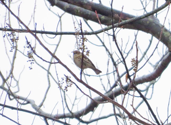 Пісняр-лісовик жовтогузий (підвид coronata) - ML613247074