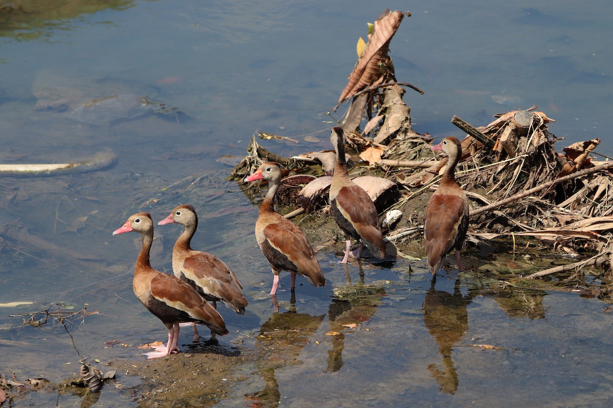 Black-bellied Whistling-Duck - ML613247077