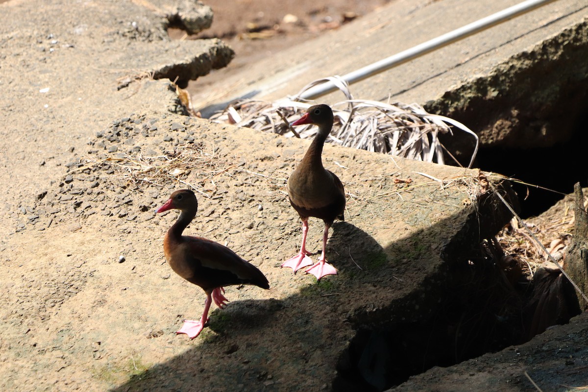 Black-bellied Whistling-Duck - ML613247079