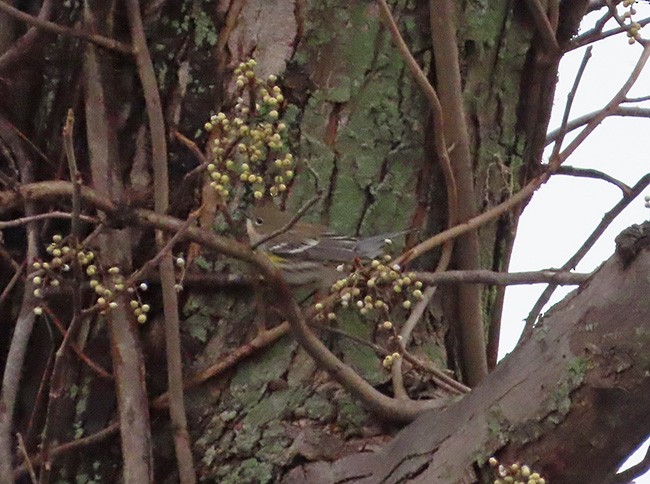 Пісняр-лісовик жовтогузий (підвид coronata) - ML613247088