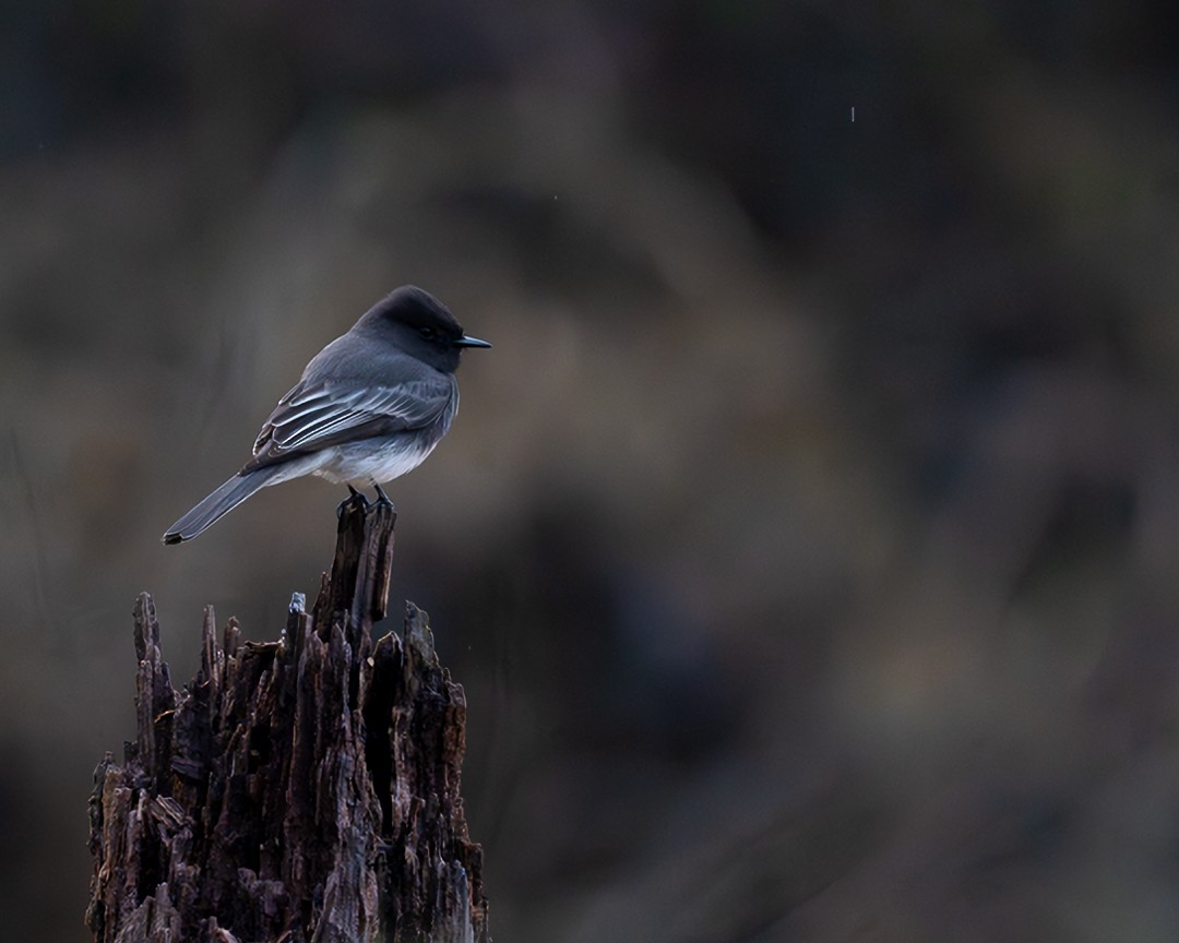 Black Phoebe - ML613247099
