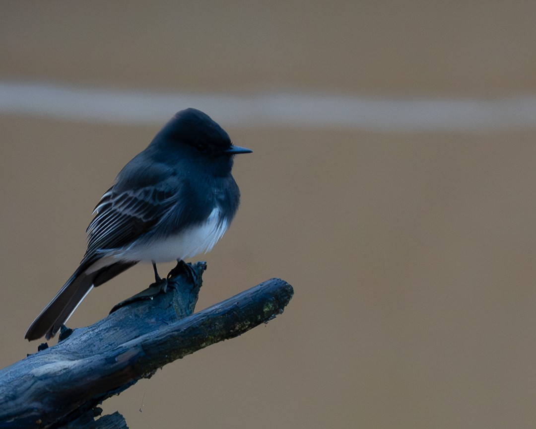 Black Phoebe - ML613247101