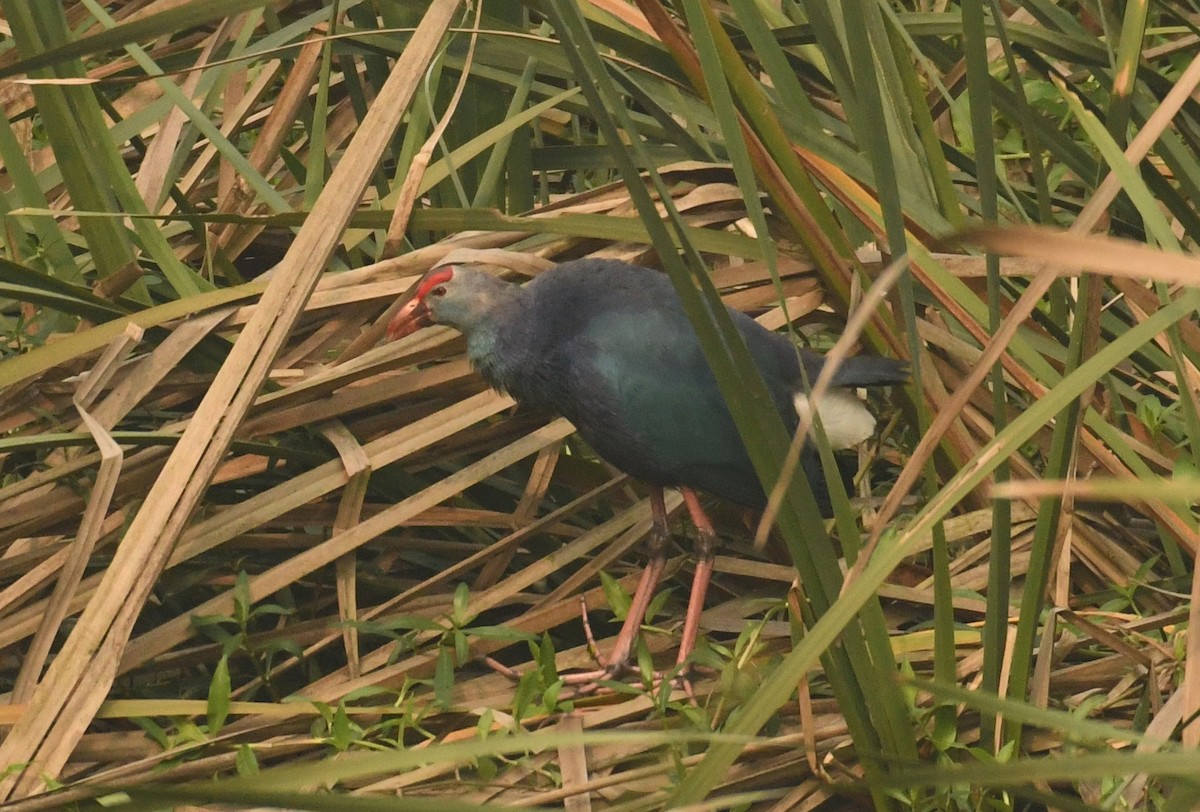 Gray-headed Swamphen - ML613247172