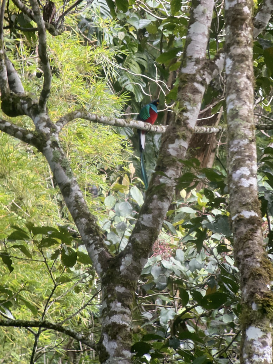 Quetzal Guatemalteco - ML613247184