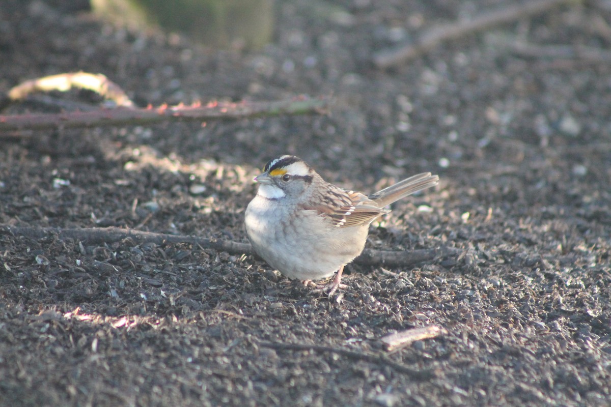 White-throated Sparrow - Graeme Stevens