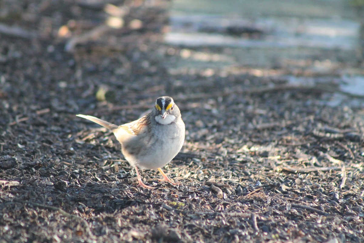 White-throated Sparrow - Graeme Stevens