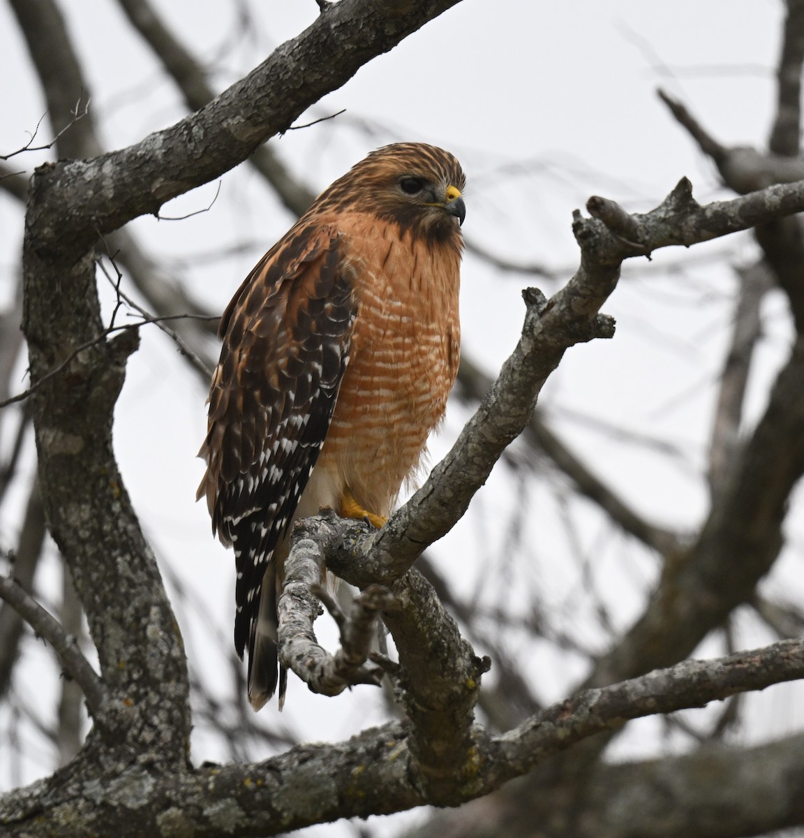 Red-shouldered Hawk - ML613247272