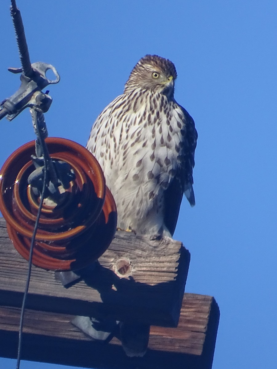 Cooper's Hawk - ML613247275