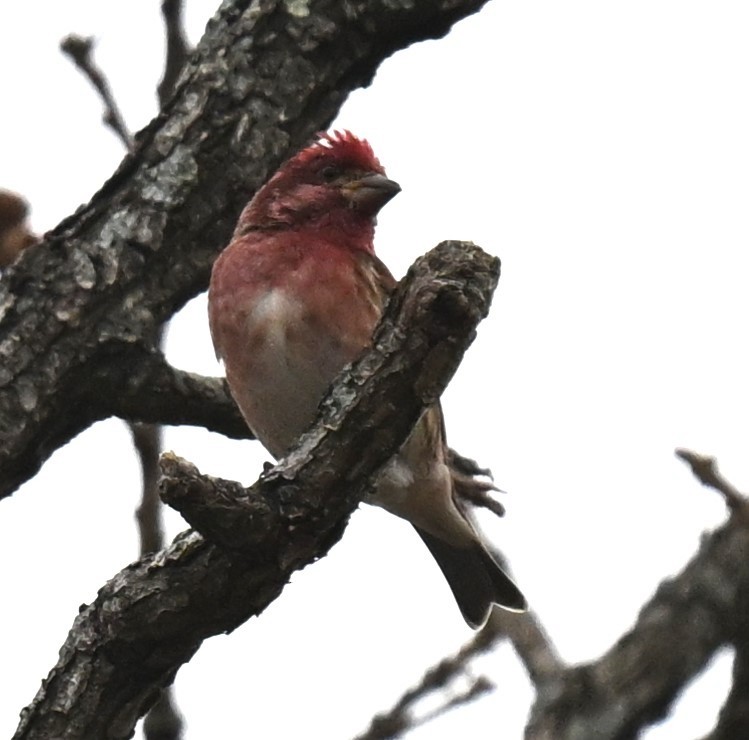 Purple Finch - ML613247280