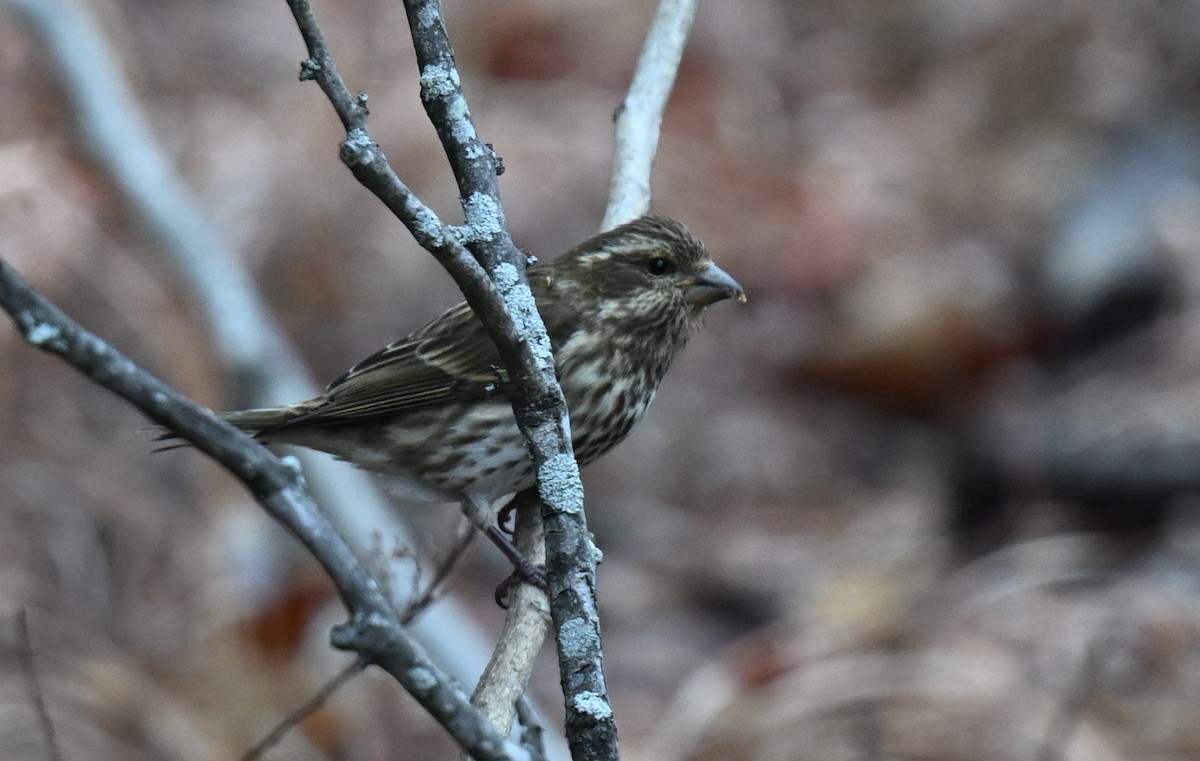 Purple Finch - ML613247281