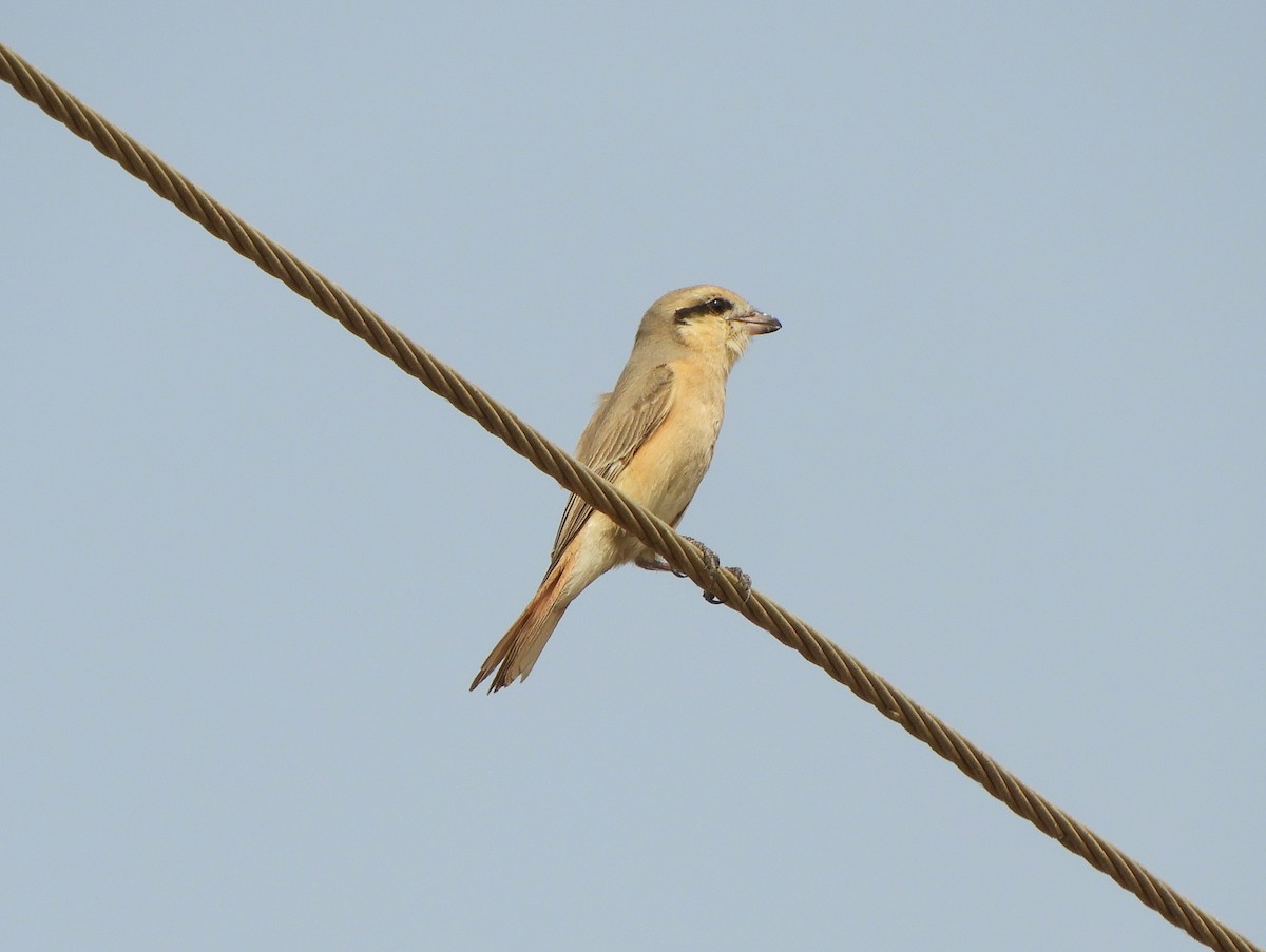 Isabelline Shrike - Harsh Kalavadiya