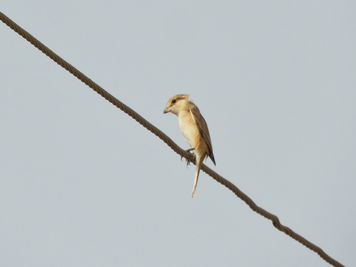 Isabelline Shrike - Harsh Kalavadiya