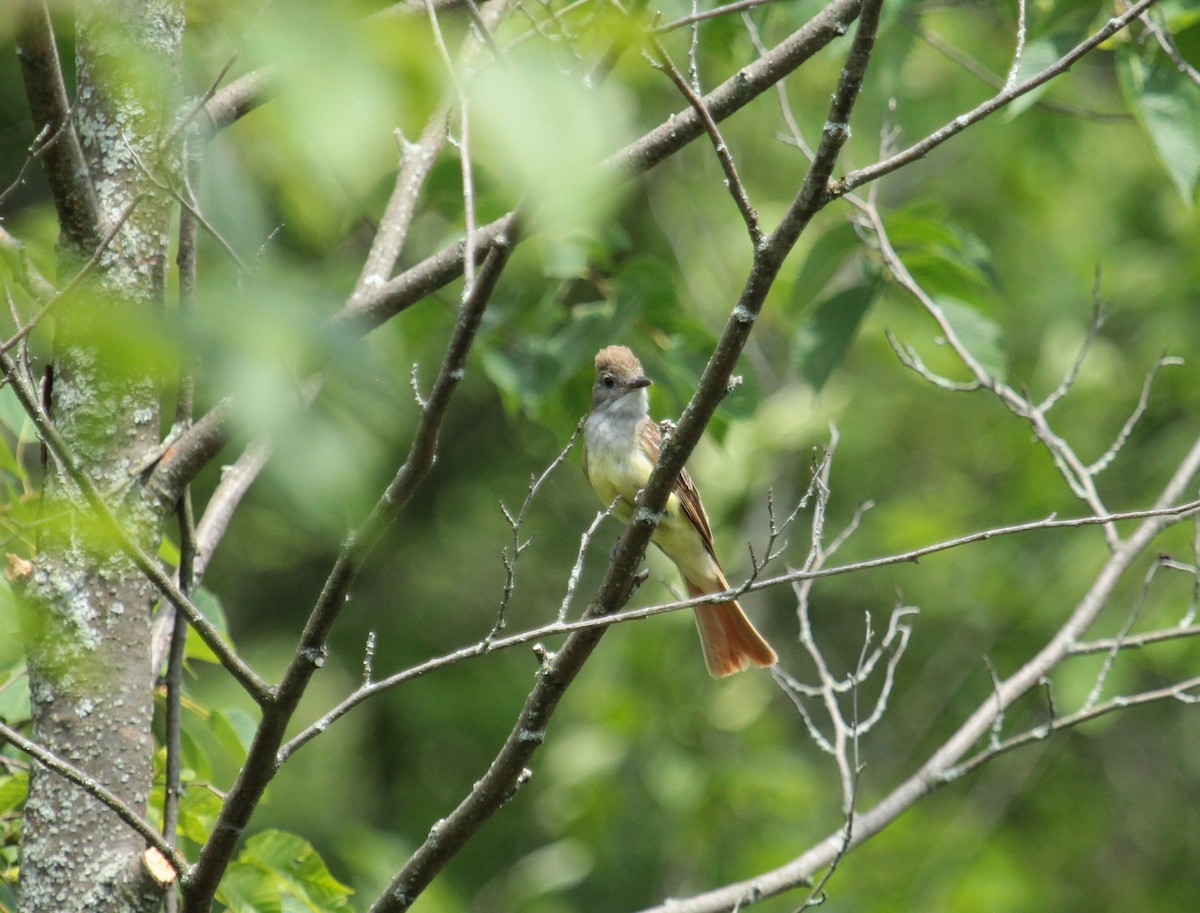 Great Crested Flycatcher - ML613247317