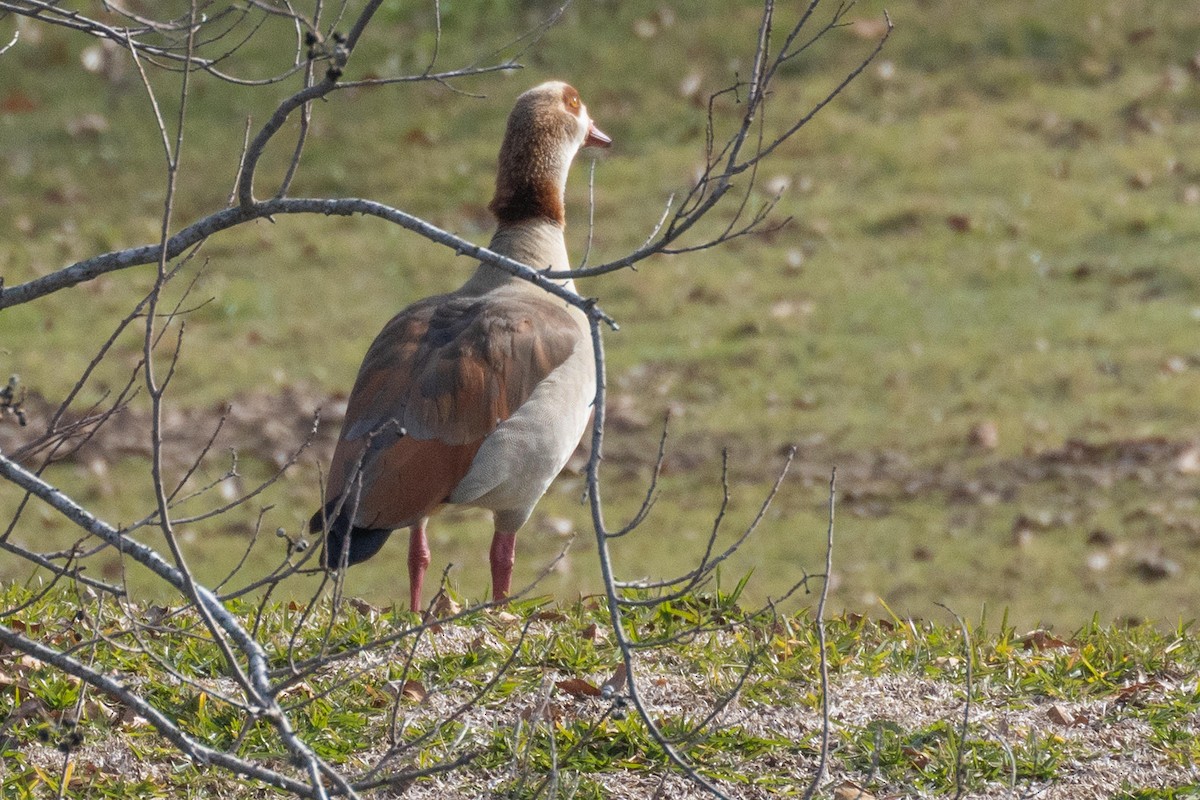 Egyptian Goose - Hoiman Low