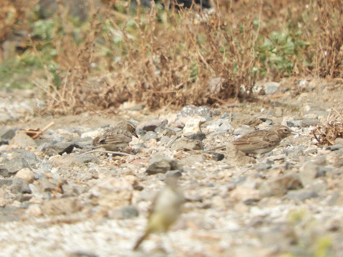 Sand Lark - Harsh Kalavadiya