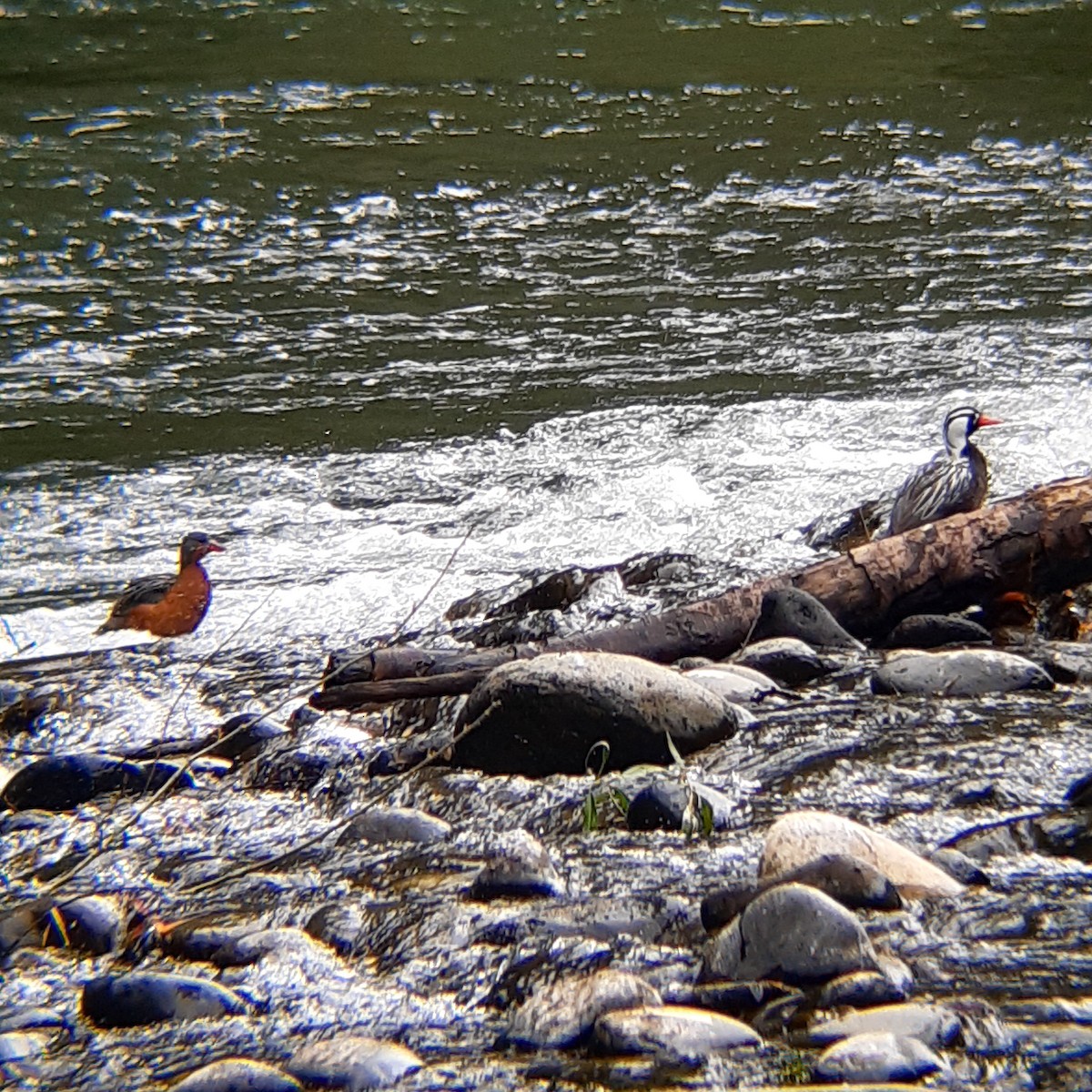 Pato Torrentero - ML613247373