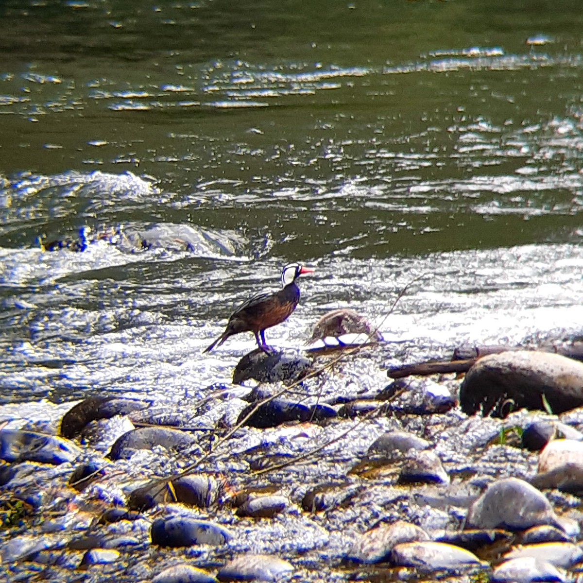 Torrent Duck - José Dellacasa (Cachuditos Birdwatching)