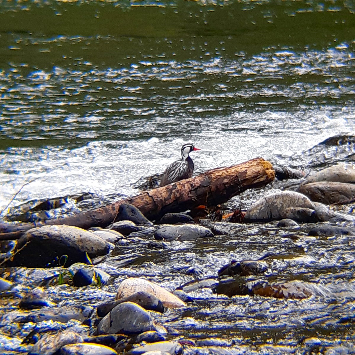 Torrent Duck - José Dellacasa (Cachuditos Birdwatching)