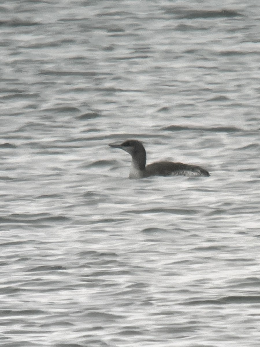 Red-throated Loon - ML613247384