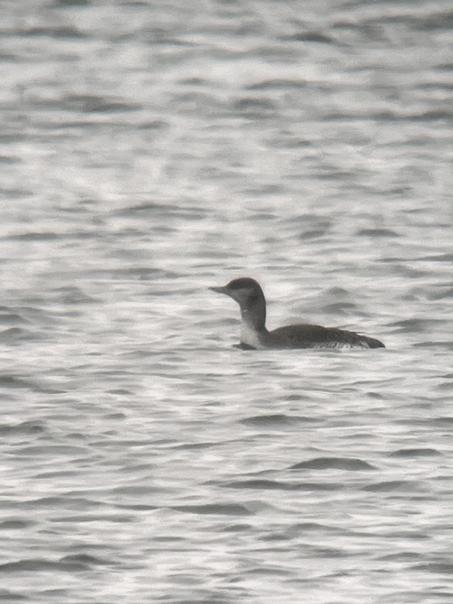 Red-throated Loon - ML613247386