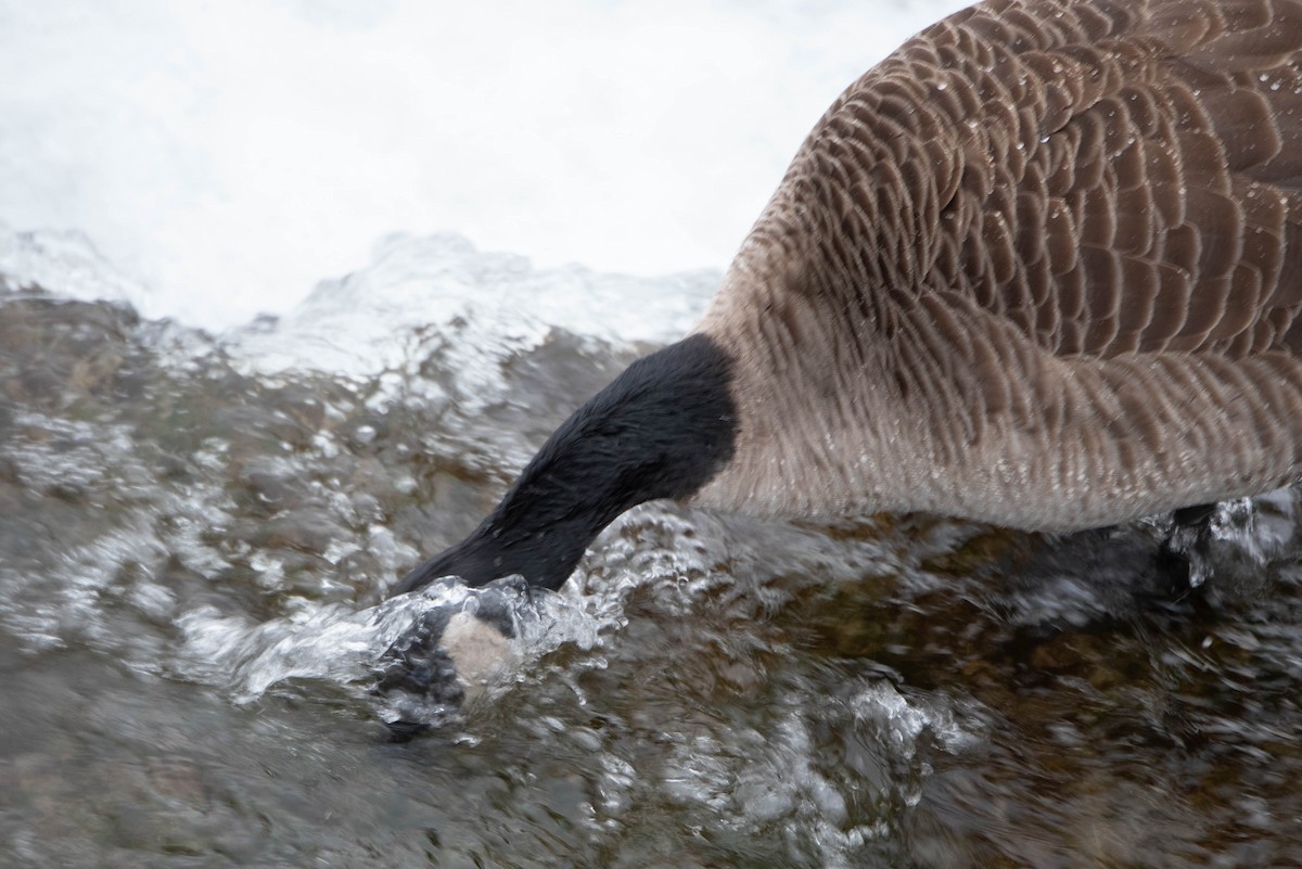 Canada Goose - ML613247506