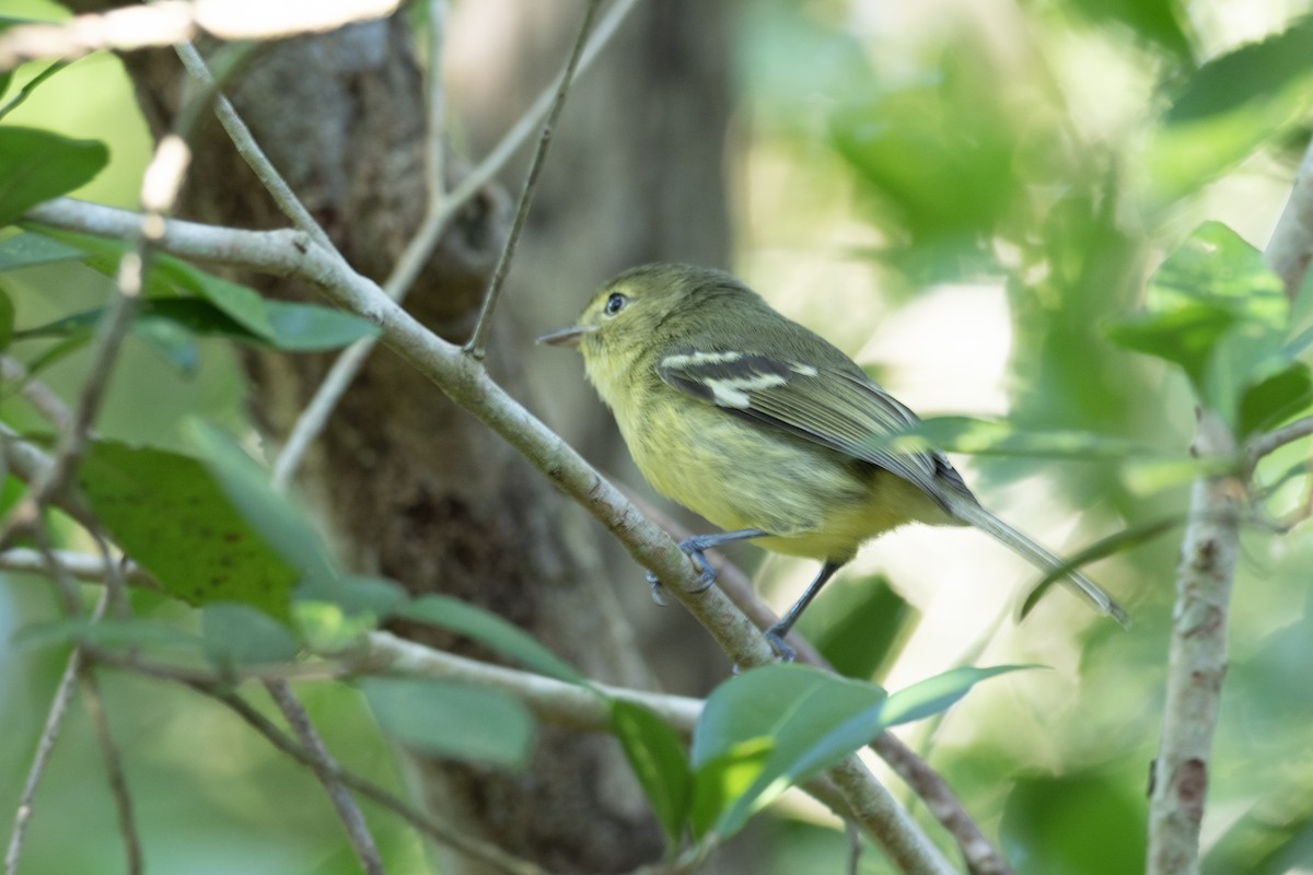 Flat-billed Vireo - Doug Whitman